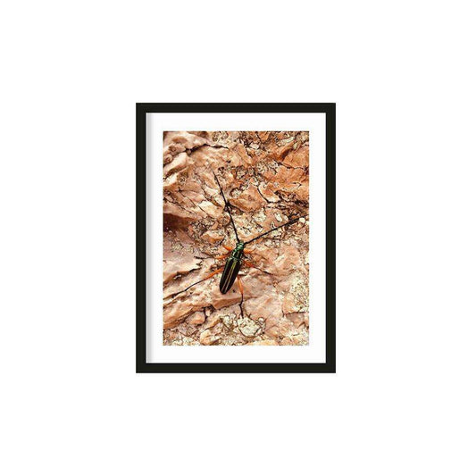 Urban Cotton High on life insect L artprint