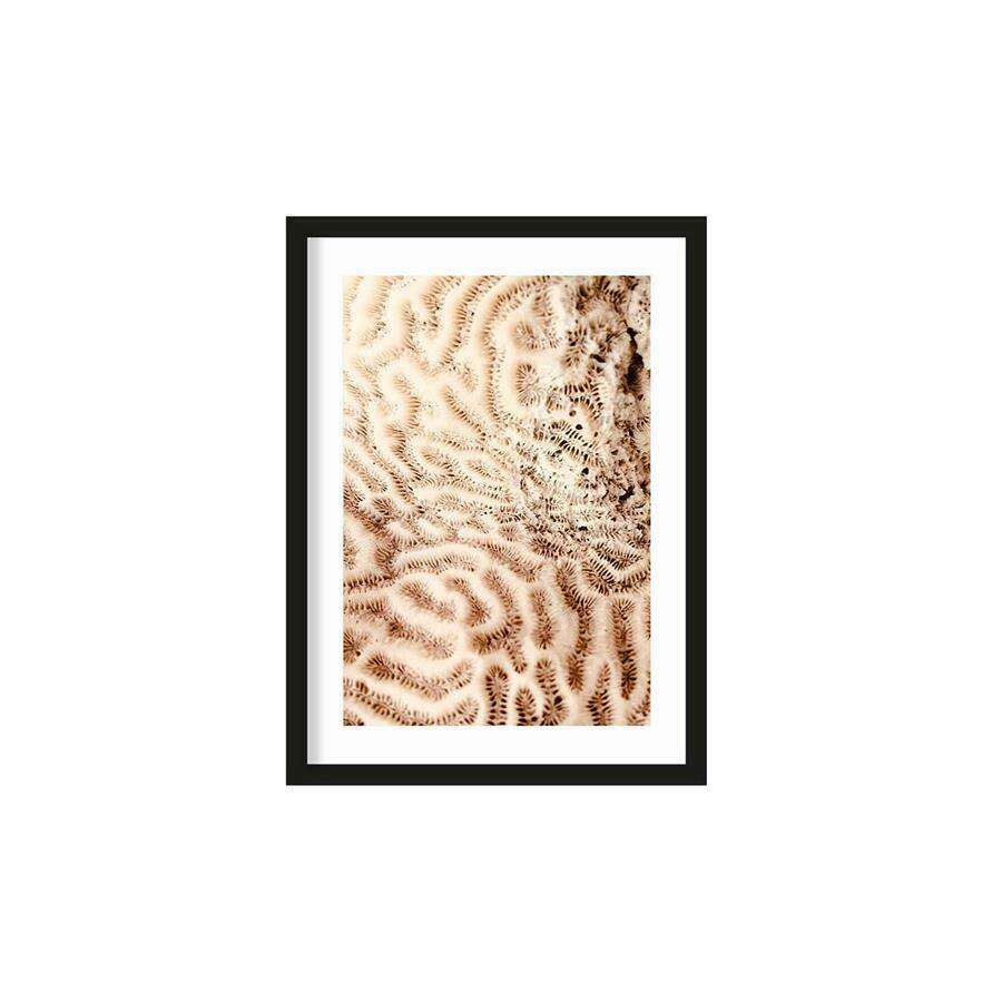 Urban Cotton The brains of the sea M artprint